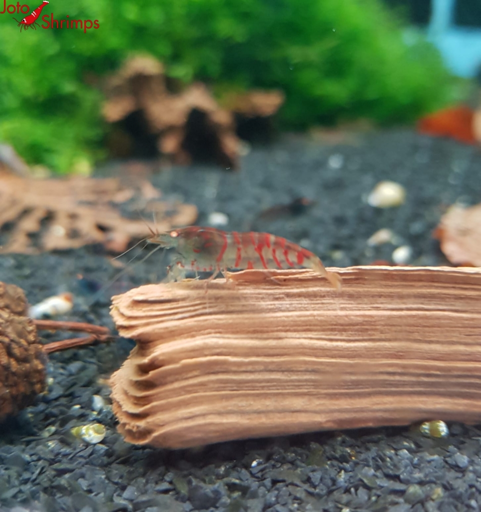 Rote Tiger OE